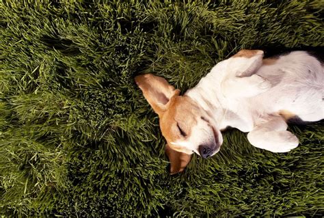 do dogs know dreams are fake